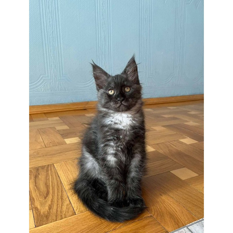 Maine Coon Rumi