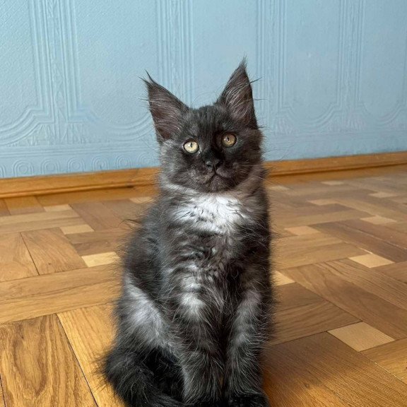 Maine Coon Rumi