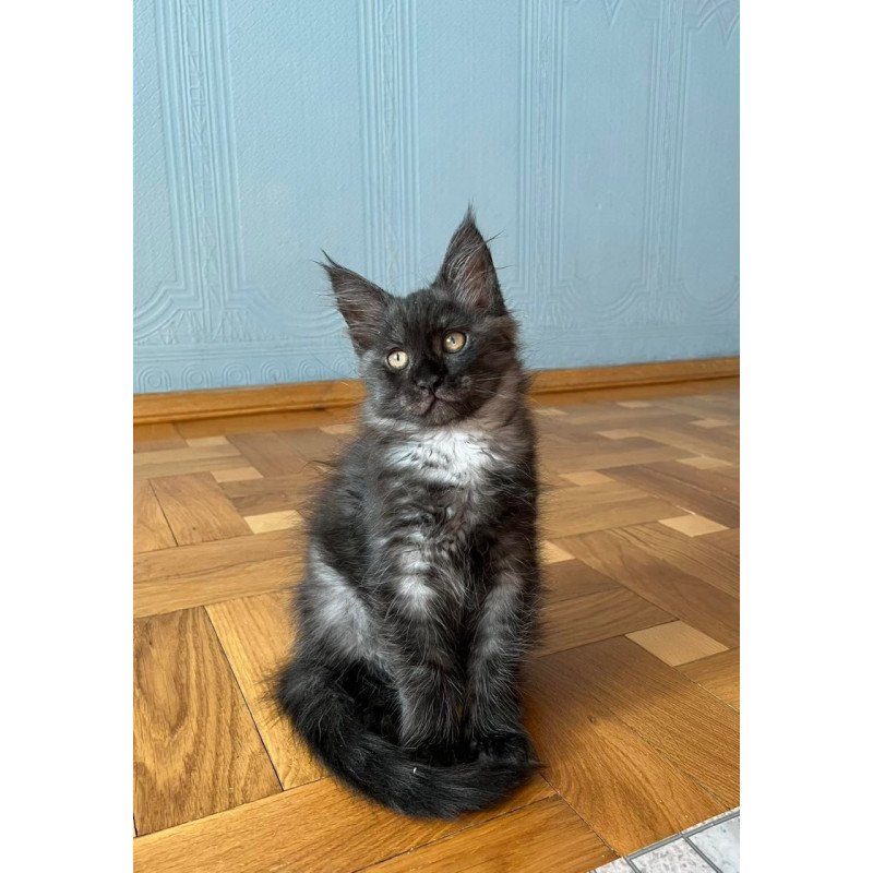 Maine Coon Rumi