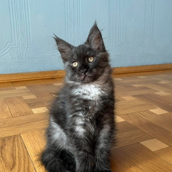Maine Coon Rumi