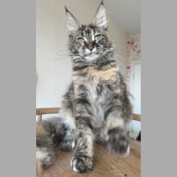 Maine Coon NOV Ponka