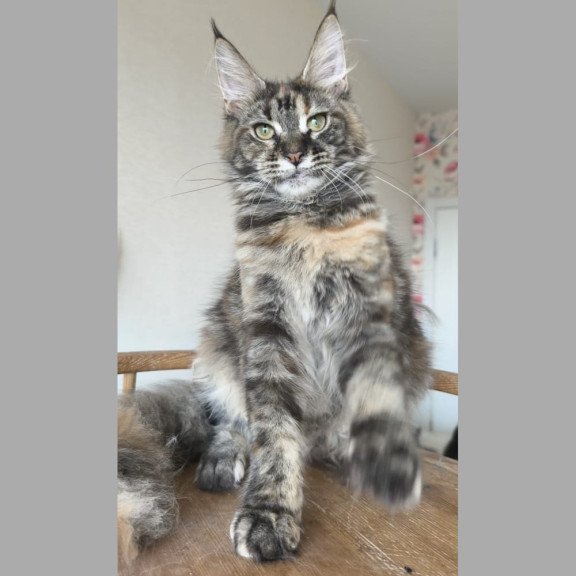 Maine Coon NOV Ponka