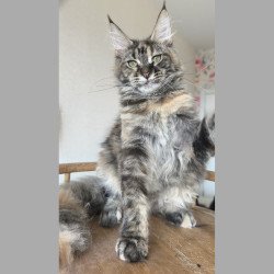 Maine Coon NOV Ponka