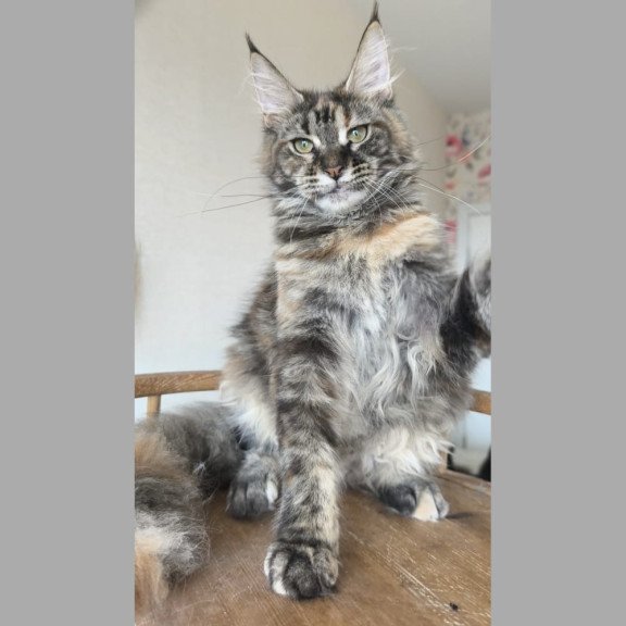 Maine Coon NOV Ponka