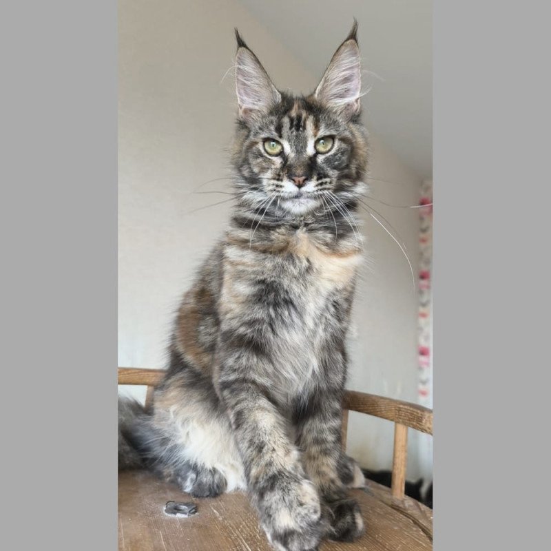 Maine Coon NOV Ponka