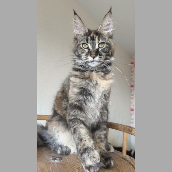 Maine Coon NOV Ponka