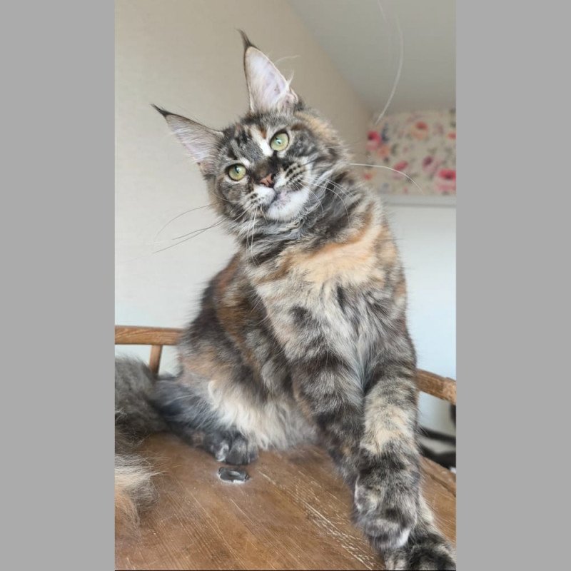 Maine Coon NOV Ponka