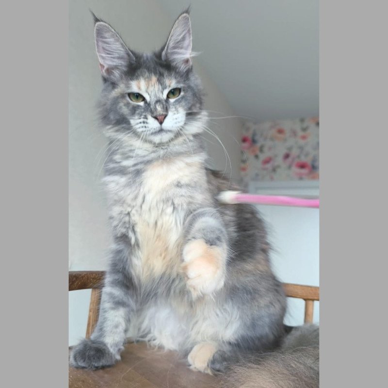 Maine Coon NOV Ptaha