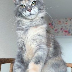 Maine Coon NOV Ptaha