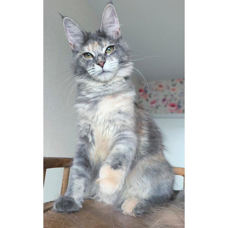 Maine Coon NOV Ptaha