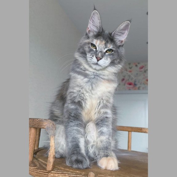 Maine Coon NOV Ptaha