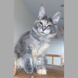 Maine Coon NOV Ptaha