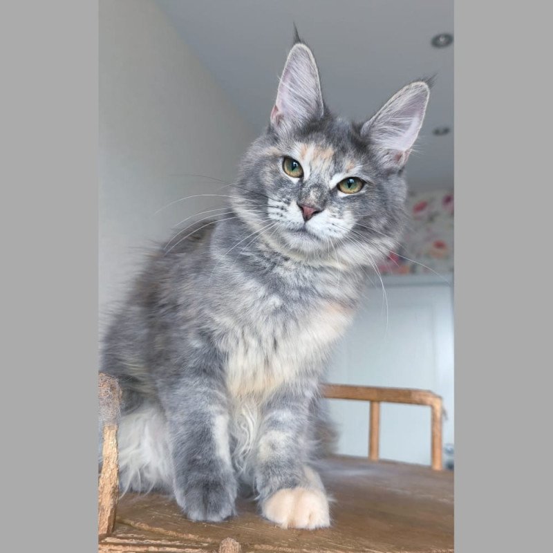 Maine Coon NOV Ptaha