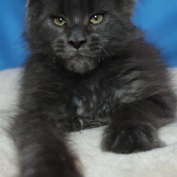 Maine Coon NOV Winston