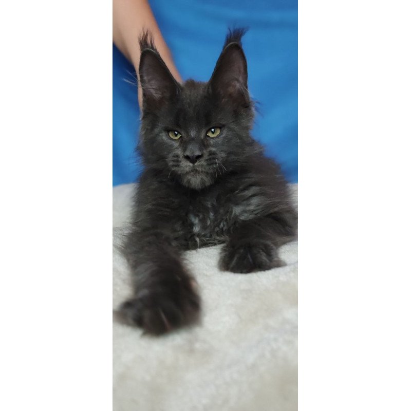 Maine Coon NOV Winston