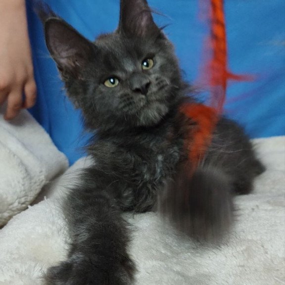 Maine Coon NOV Winston