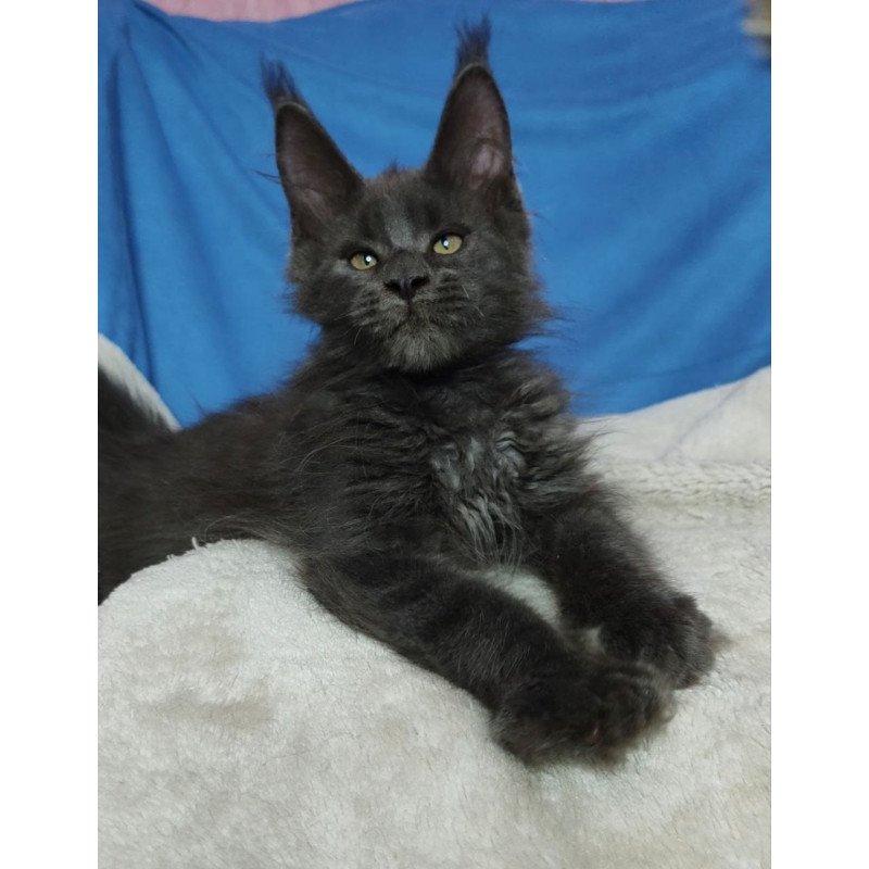 Maine Coon NOV Winston