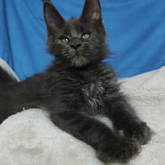 Maine Coon NOV Winston