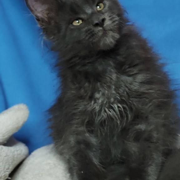 Maine Coon NOV Winston