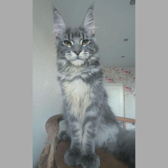 Maine Coon NOV Noel