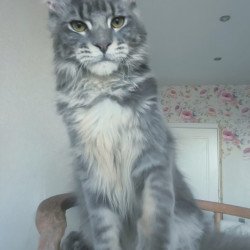 Maine Coon NOV Noel