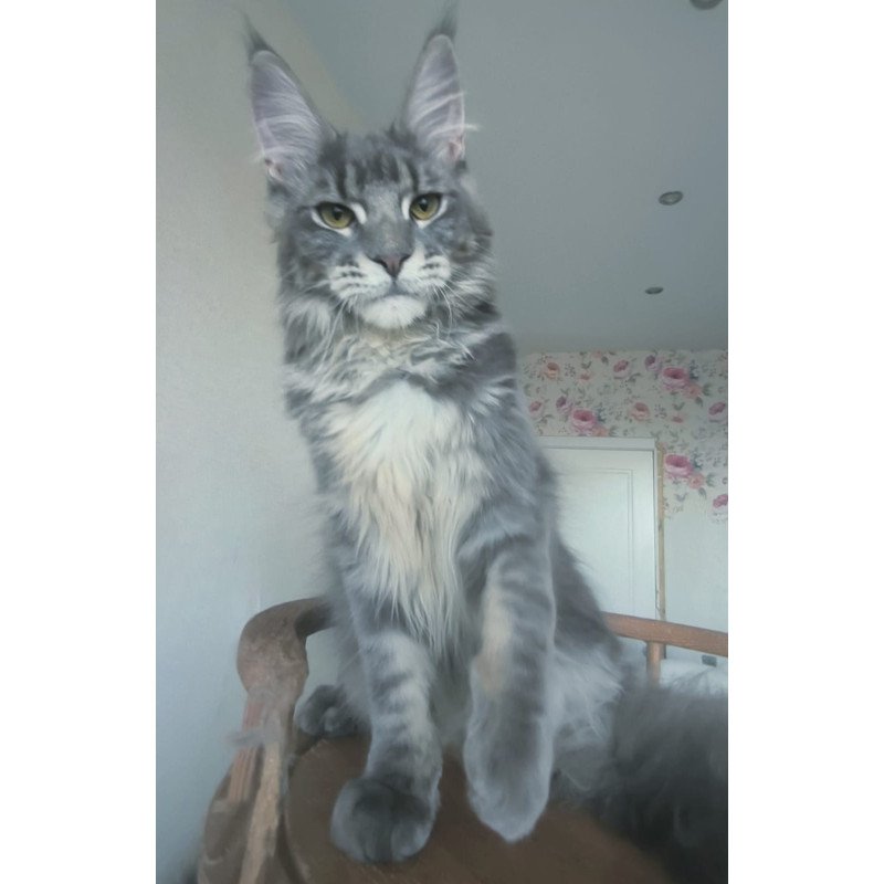 Maine Coon NOV Noel