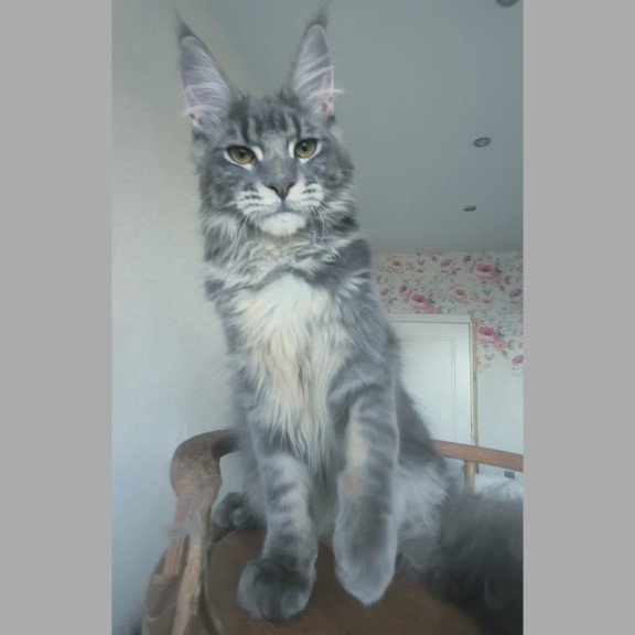 Maine Coon NOV Noel