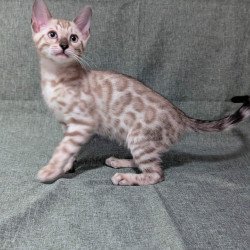 Bengal NOV Ava