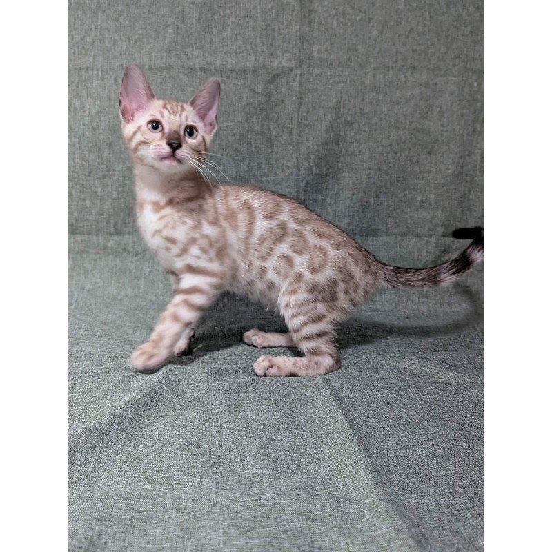 Bengal NOV Ava