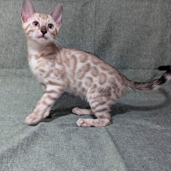 Bengal NOV Ava