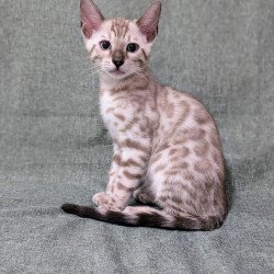Bengal NOV Ava