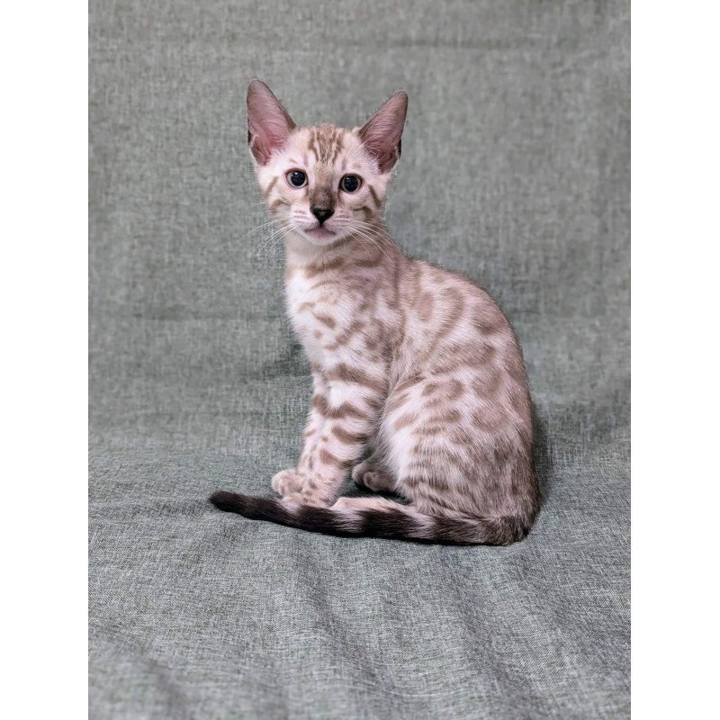 Bengal NOV Ava