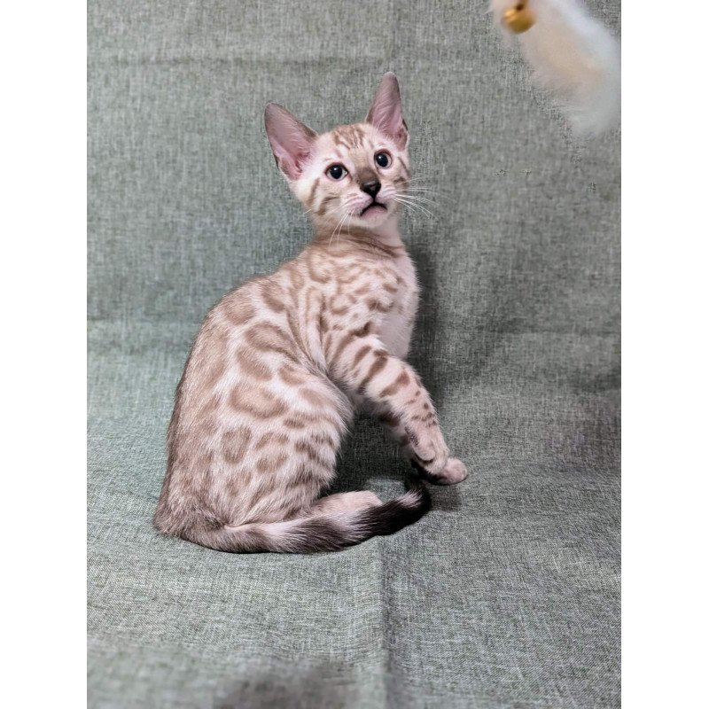 Bengal NOV Ava