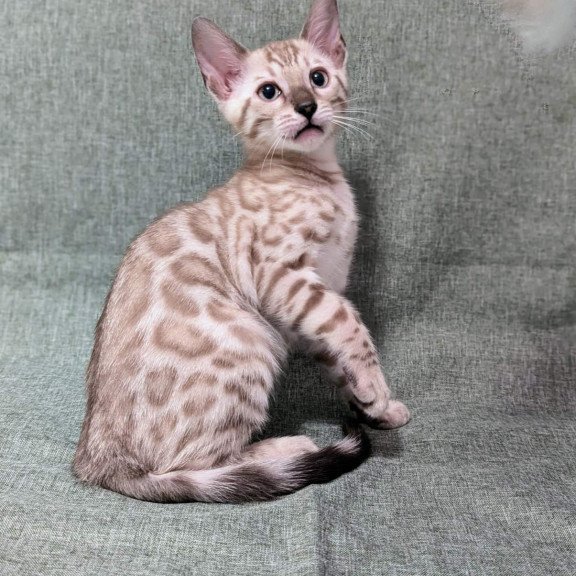 Bengal NOV Ava