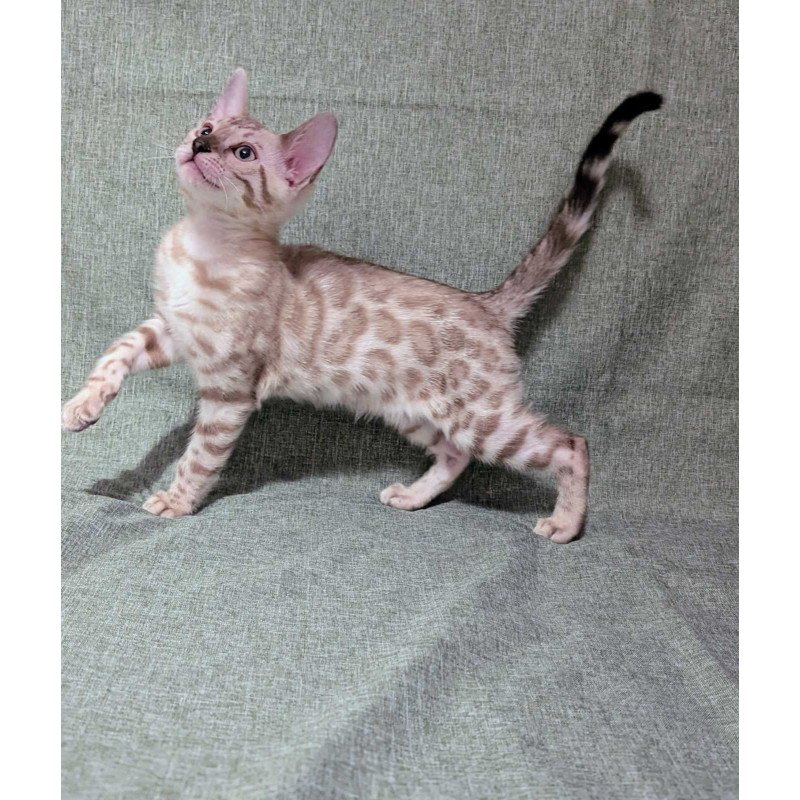 Bengal NOV Ava
