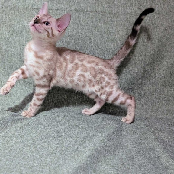 Bengal NOV Ava