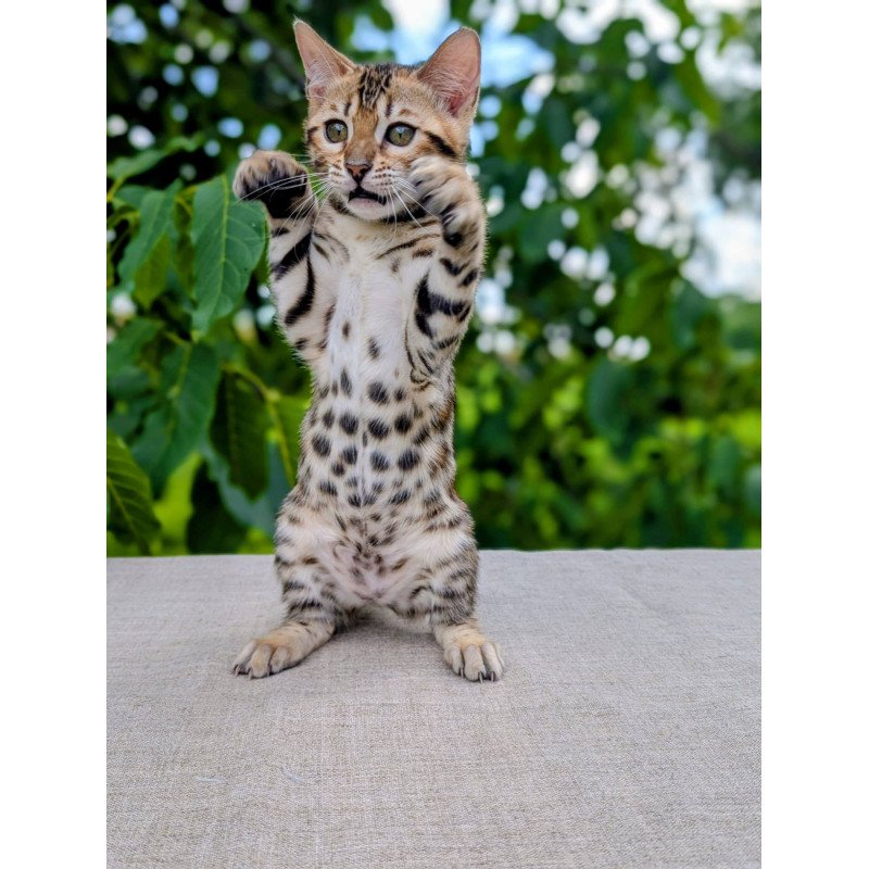 Bengal NOV Zuri