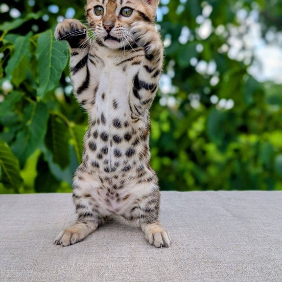 Bengal NOV Zuri