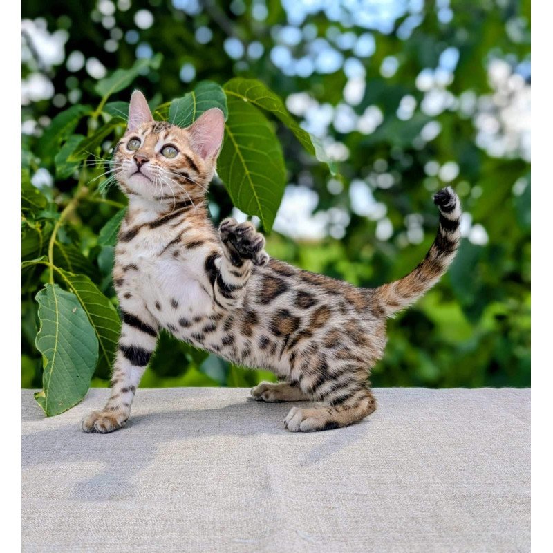 Bengal NOV Zuri
