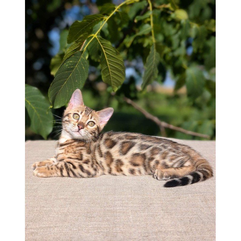 Bengal NOV Zuri