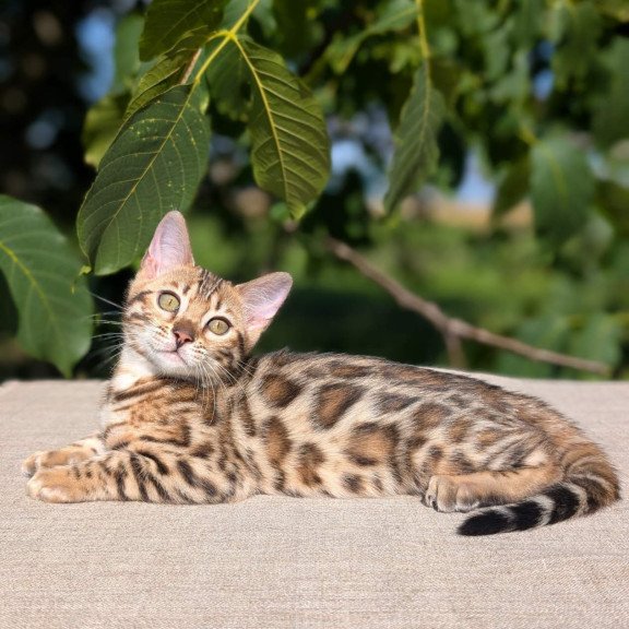 Bengal NOV Zuri