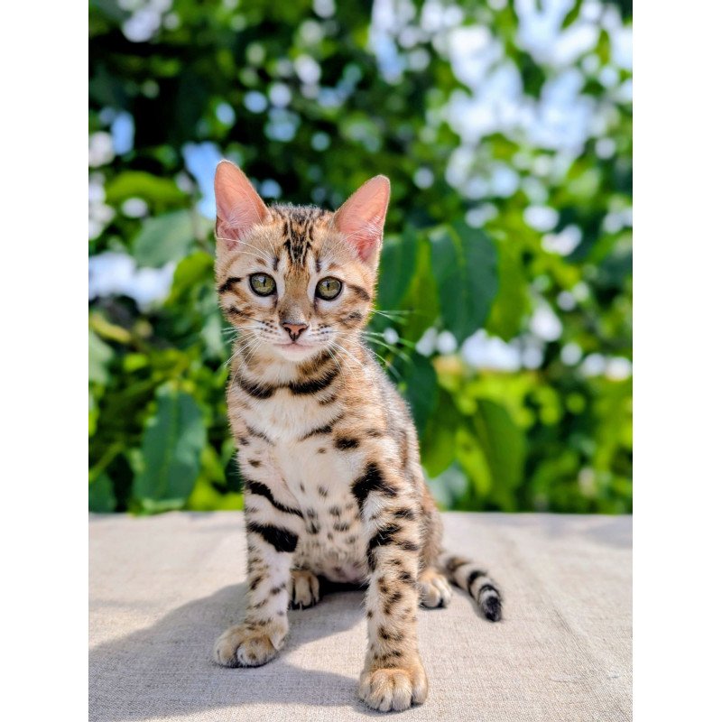 Bengal NOV Zuri