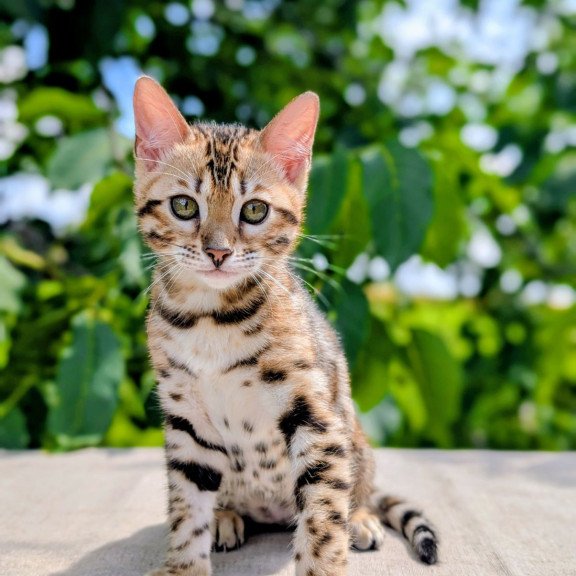 Bengal NOV Zuri
