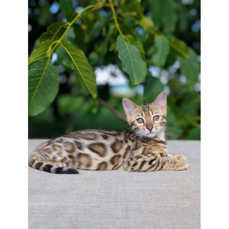 Bengal NOV Zuri