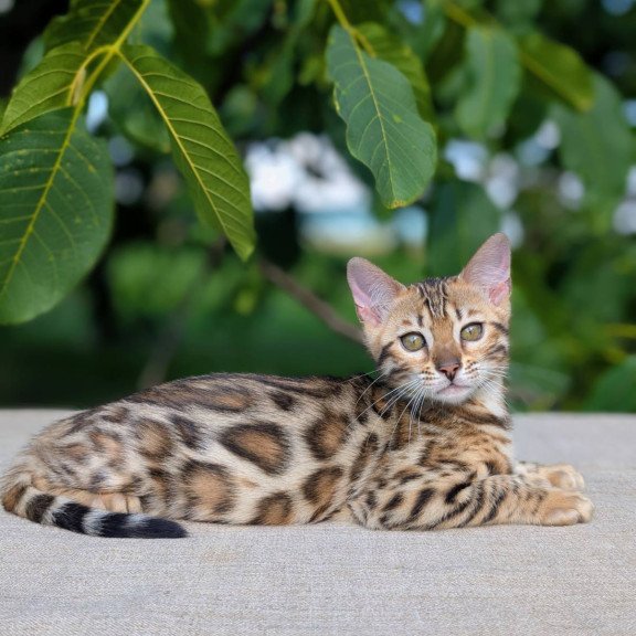 Bengal NOV Zuri