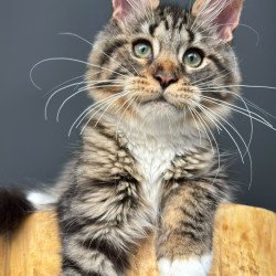 Maine Coon NOV Zabava