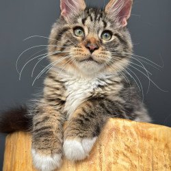Maine Coon NOV Zabava