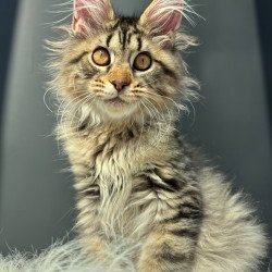 Maine Coon NOV Amelia