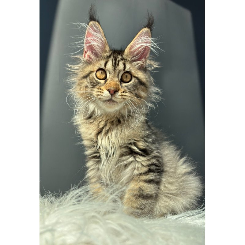 Maine Coon NOV Amelia