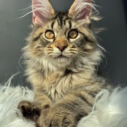 Maine Coon NOV Amelia